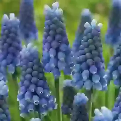Aucheri Blue Magic
